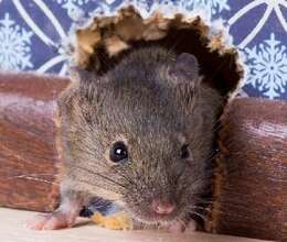 Dezinfeksiya xidmeti