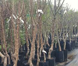 Badam ağacı satışı