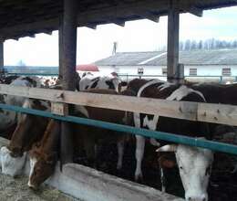 Cins Danalar Bordaga Ət Məhsulları