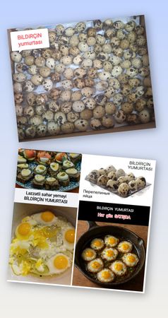 Bildirçin Yumurtası