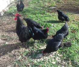 Avstrolop yumurtası