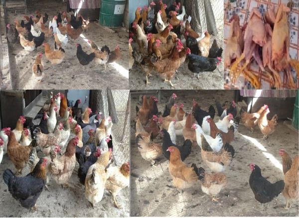 Yumurtlayan Kənd Toyuqları