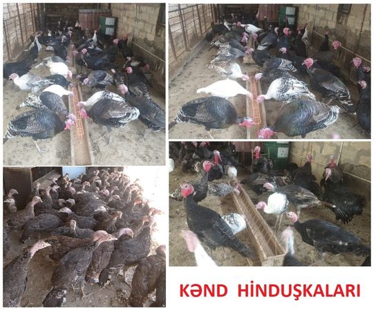 Yumurtlayan Kənd Toyuqları – Quşlar – ucuztap.az