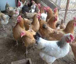 Yumurtlayan toyuqlar