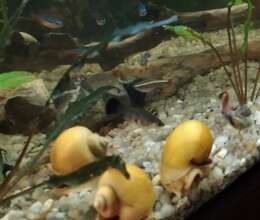 İlbizlər Ampuləriy