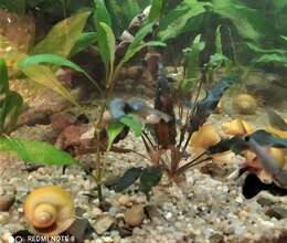 İlbizlər Ampuləriy