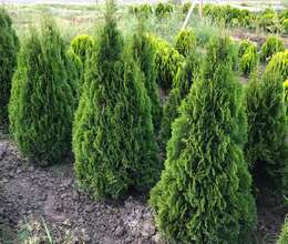 Dekorativ Ağaclar Satışı