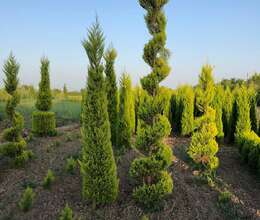 Dekorativ Ağaclar Satışı