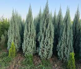 Arizona şam Ağacı