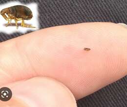 Birə Dərmanlama N°1 