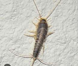 Gümüş böcək Dərmanlama N°1