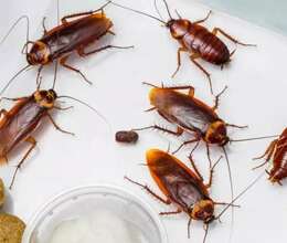 Tarakan Dərmanlama N°1