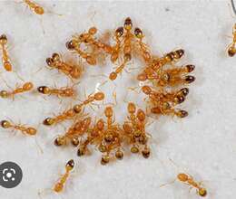 Dərmanlama şirkəti N°1 