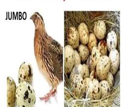 Jumbo bildirçin yumurtası