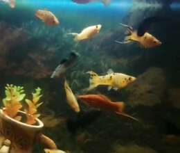 Akvarium və balıqlar – Akvarium – ucuztap.az