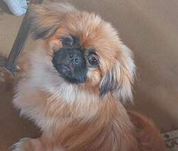 Pekines – Pekines – ucuztap.az