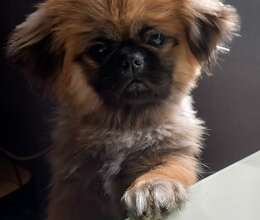 Pekines – Pekines – ucuztap.az