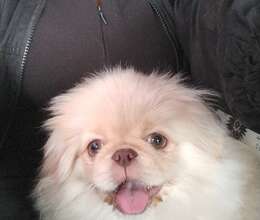 Pekines erkək – Pekines – ucuztap.az