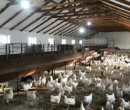 Ferma – Bağ evi – ucuztap.az