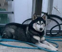 Husky (cütləşdirmək üçün) – Haski – ucuztap.az