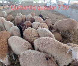 Qurbanlıq quzular – K/t heyvanları – ucuztap.az