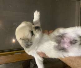 Pekines – Pekines – ucuztap.az