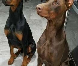Doberman balaları – Doberman – ucuztap.az
