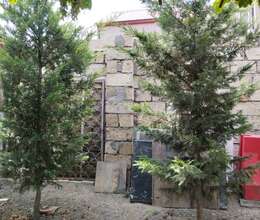Leylanda ağacları