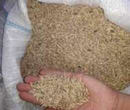Arpa – Bitkilər – ucuztap.az