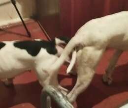 Pitbull balası – Pitbul – ucuztap.az