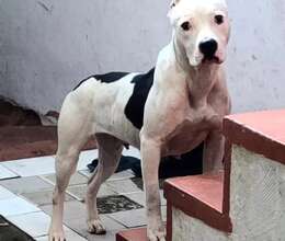 Pitbull balası – Pitbul – ucuztap.az