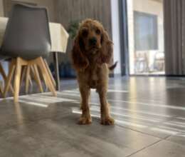 Koker spaniel – Koker spaniel – ucuztap.az