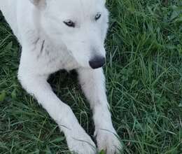 HUsky – Haski – ucuztap.az