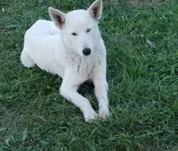 HUsky – Haski – ucuztap.az