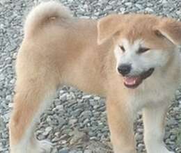 Akita-inu – İtlər – ucuztap.az
