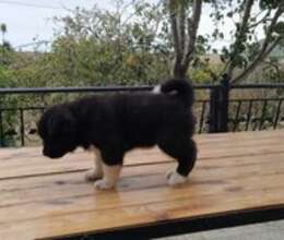 Amerikan Akita-inu – İtlər – ucuztap.az