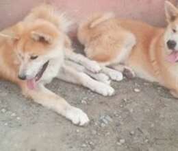 Akita inu – İtlər – ucuztap.az