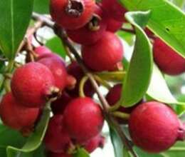 Qırmızı Guava – Bitkilər – ucuztap.az
