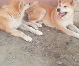 Husky – Digər – ucuztap.az