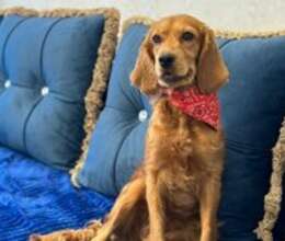 Koker spaniel itib – İtmiş əşyalar – ucuztap.az