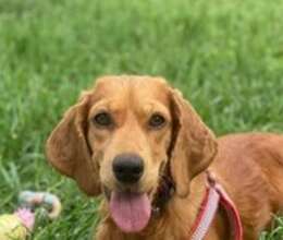 Koker spaniel itib – İtmiş əşyalar – ucuztap.az