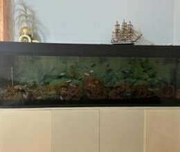 Akvarium – Akvarium – ucuztap.az