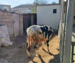 Danalar – Kənd təsərrüfatı heyvanları – ucuztap.az