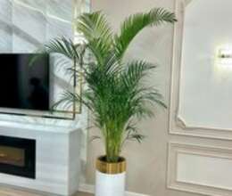 Areca palması – Bitkilər – ucuztap.az