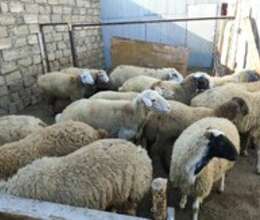 Qoçlar – Kənd təsərrüfatı heyvanları – ucuztap.az