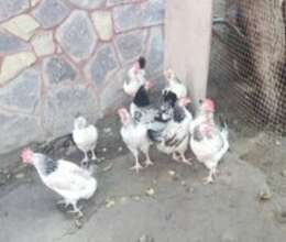 Serebrist toyuqları – Quşlar – ucuztap.az