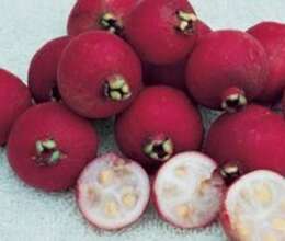 Qırmızı guava – Bitkilər – ucuztap.az