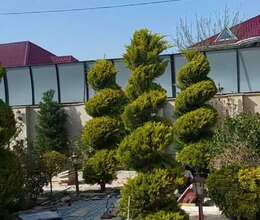 Hasar üstü jalüz. – Təmir və tikinti – ucuztap.az