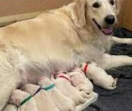 Golden Retriever balaları – İtlər – ucuztap.az