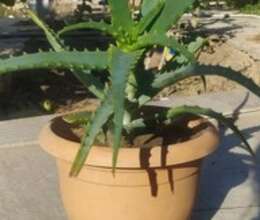 Aloe vera bitkisi – Bitkilər – ucuztap.az